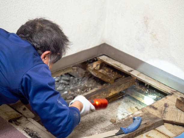 Best Attic Mold Remediation in Laingsburg, MI