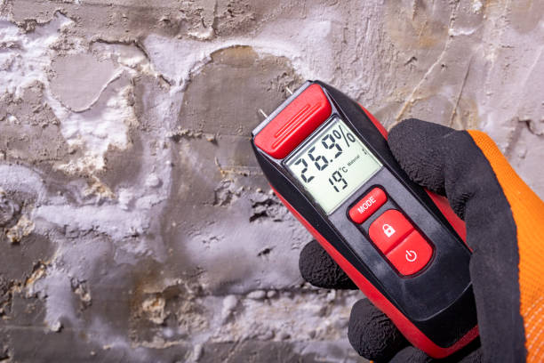 Trusted Laingsburg, MI Mold Remediation Experts