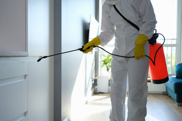 Best DIY Mold Remediation Support Services in Laingsburg, MI