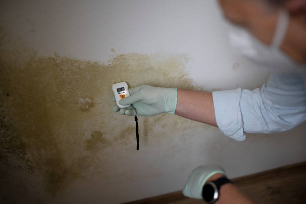 Best Emergency Mold Remediation in Laingsburg, MI